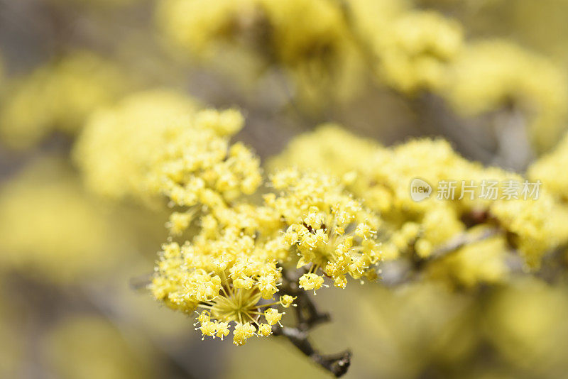 山茱萸/日本山茱萸花的极端特写